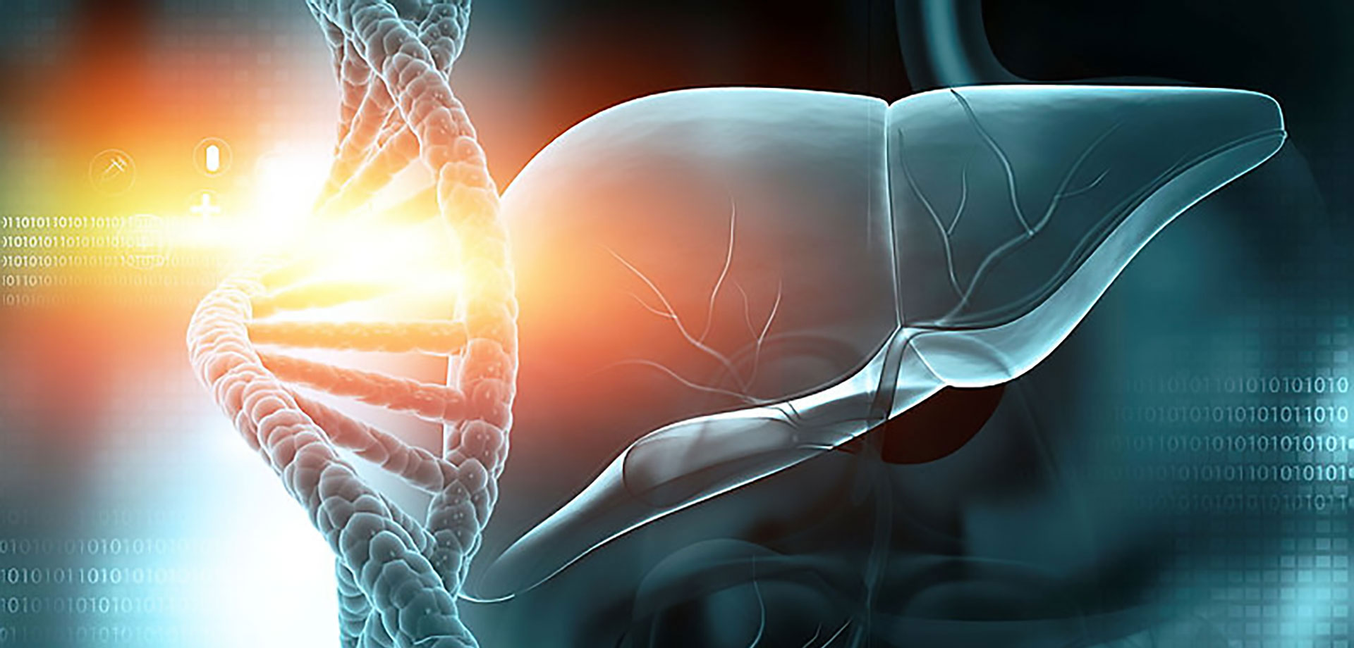 3D illustration of human liver anatomy behind a DNA strand
