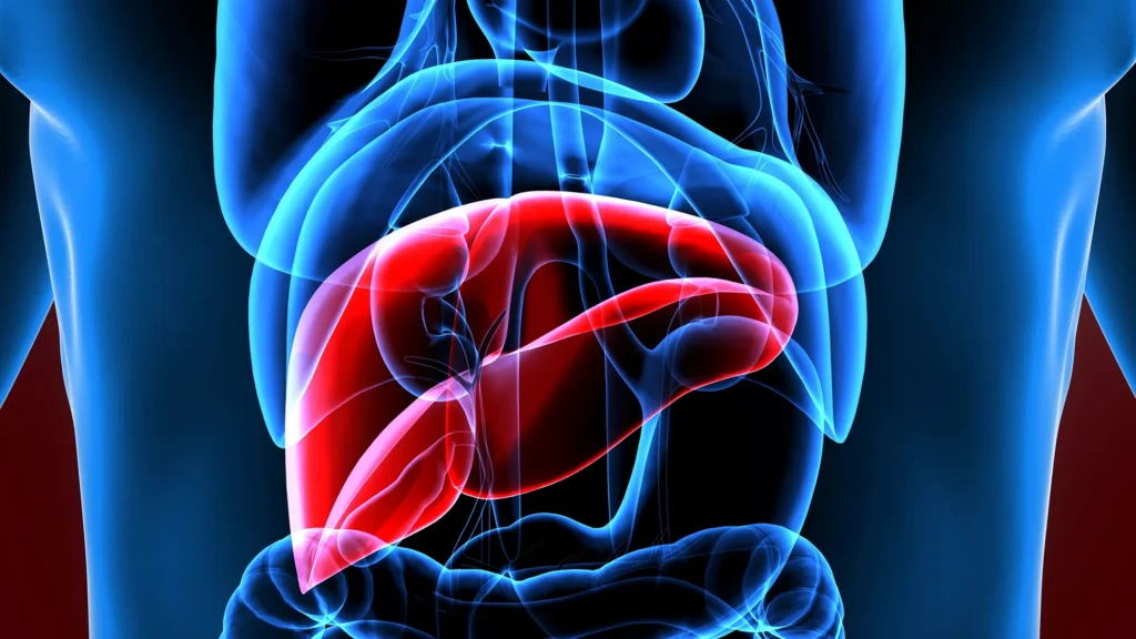 Illustration of a human torso with a transparent blue overlay, highlighting the liver in bright red beneath the ribcage to show its location within the body.