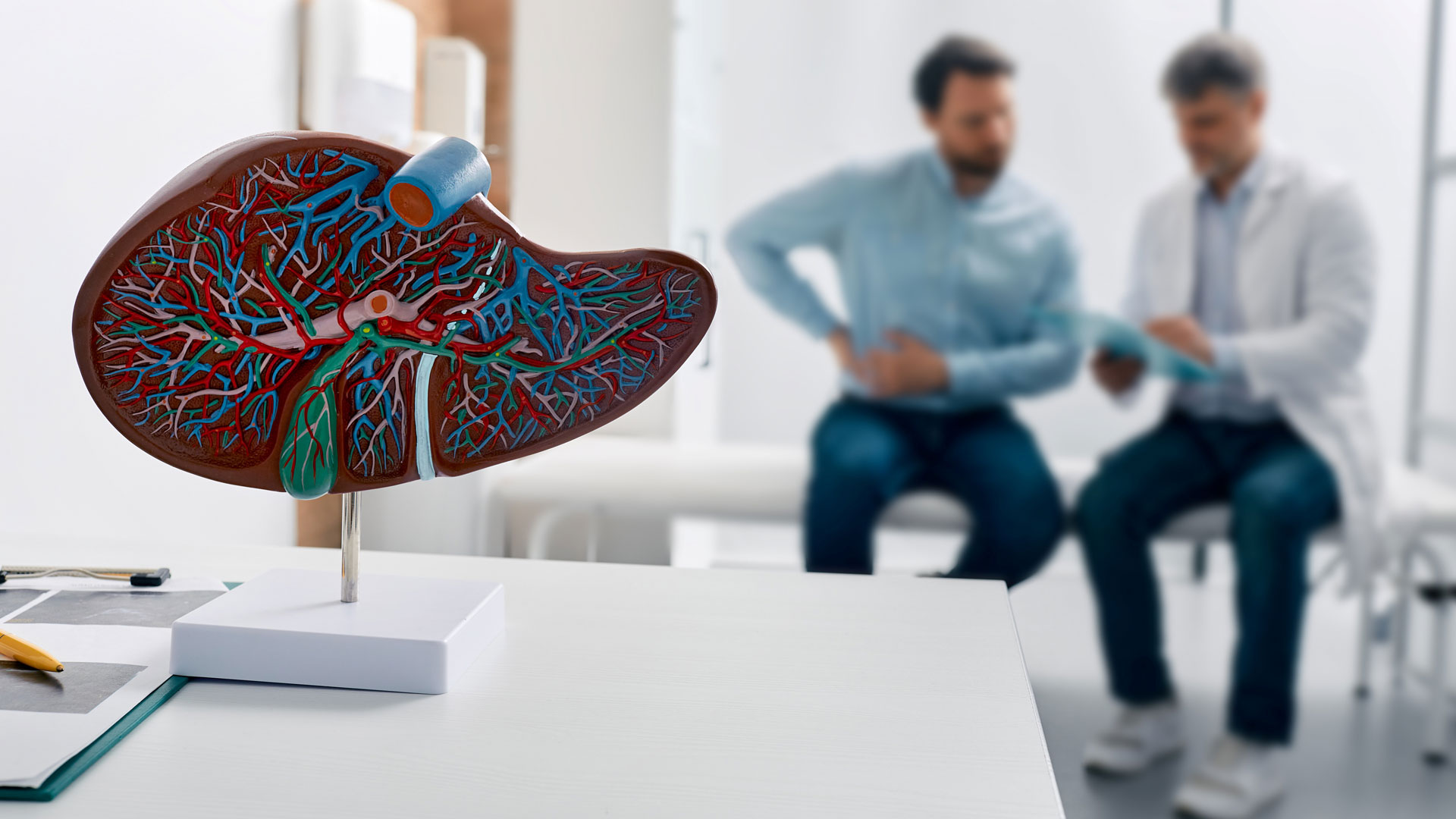 An anatomical liver model on a desk with a doctor and patient discussing results in the background.